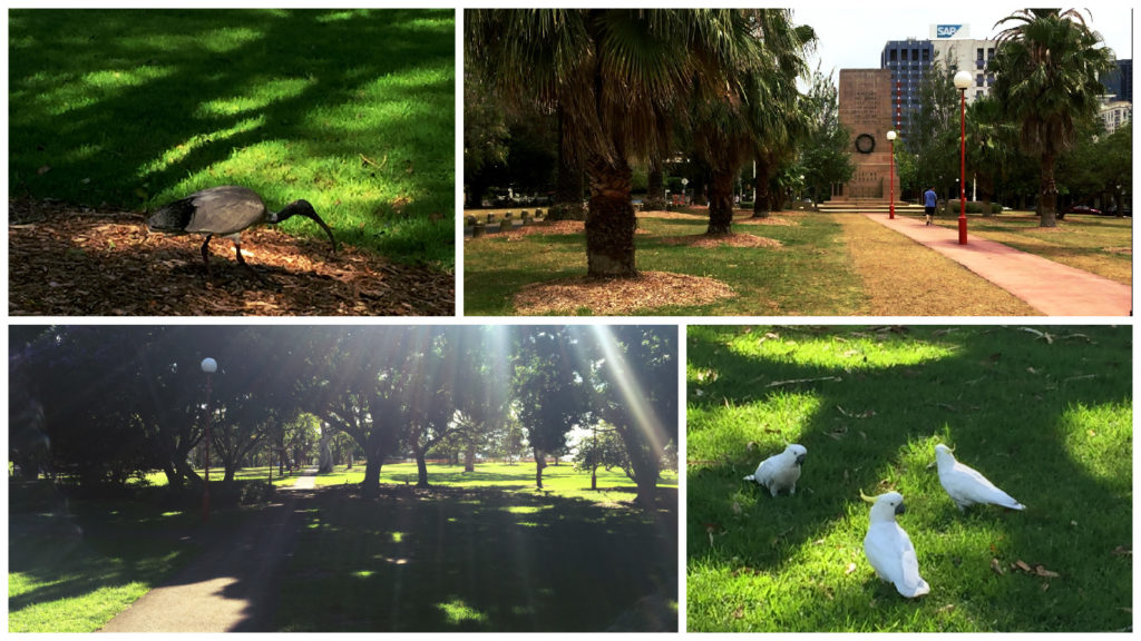multiple photos of the park with memorial and exotic birds